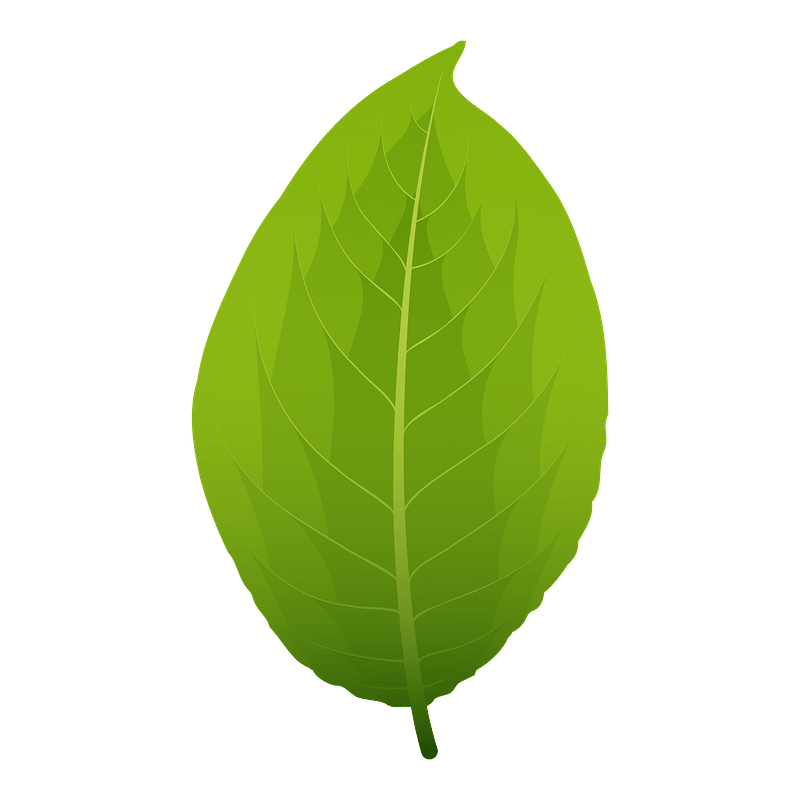 Goat willow spring leaf