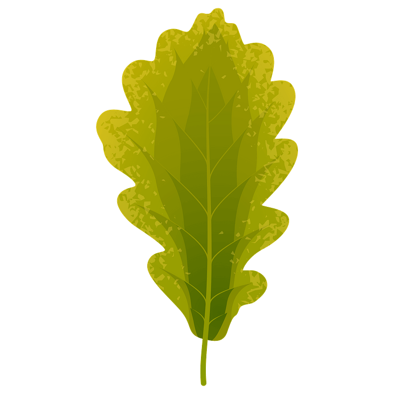 Sessile oak summer leaf