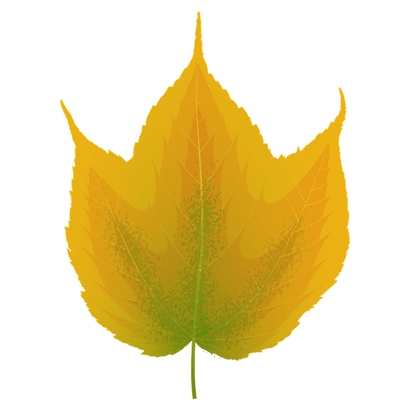 Striped maple yellow leaf