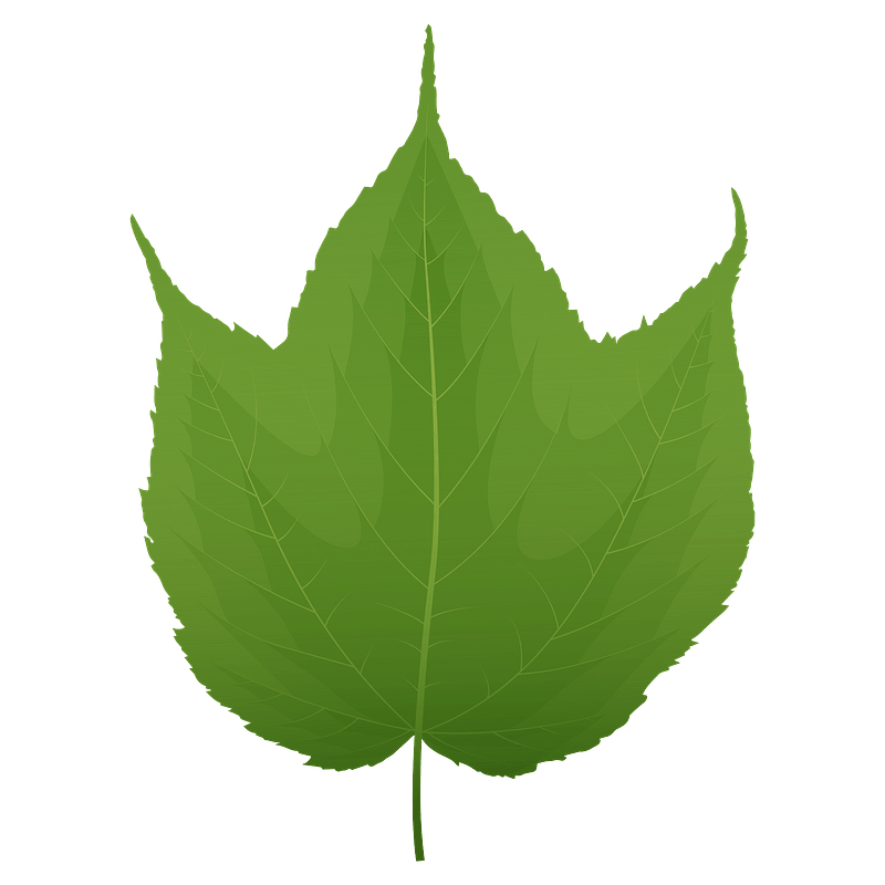 Striped maple green leaf