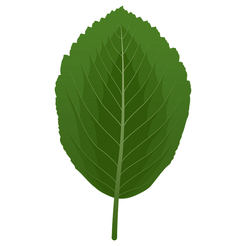 Whitebeam spring leaf