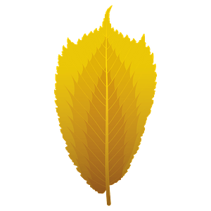 Wych elm autumn leaf