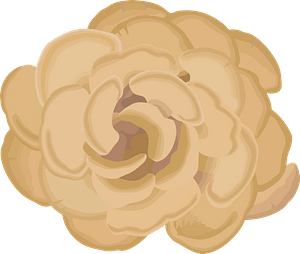 Hen of the Woods Mushroom