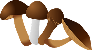 Mushroom