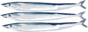 Pacific Saury Seafood