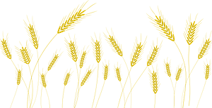 Wheat