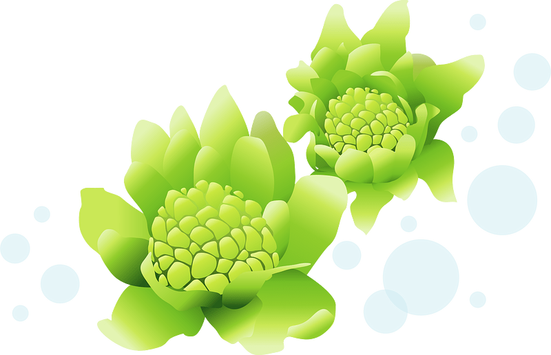 Japanese Sweet Coltsfoot