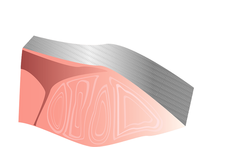 Japanese Amberjack Seafood