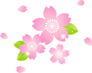 Cherry Blossoms