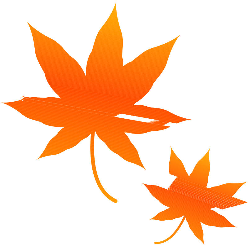 Autumn Maple Leaves