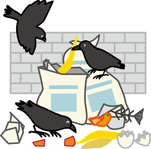 Garbage Dump Crow