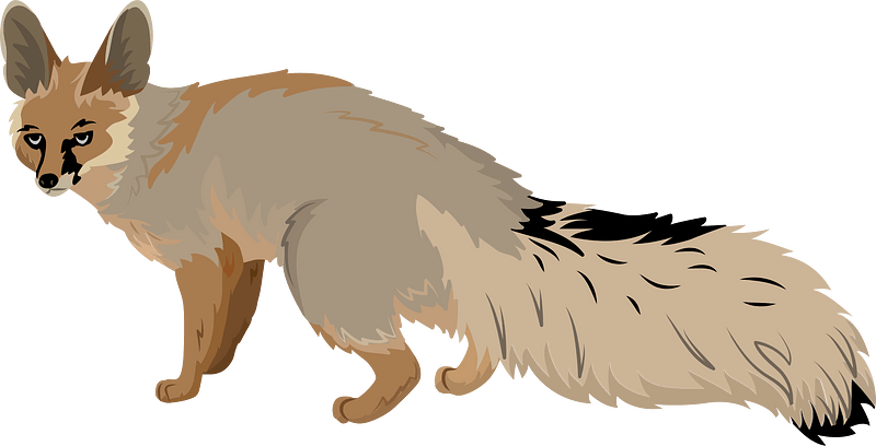 Blanford's fox (Vulpes cana) - Free vector clipart images on creazilla.com