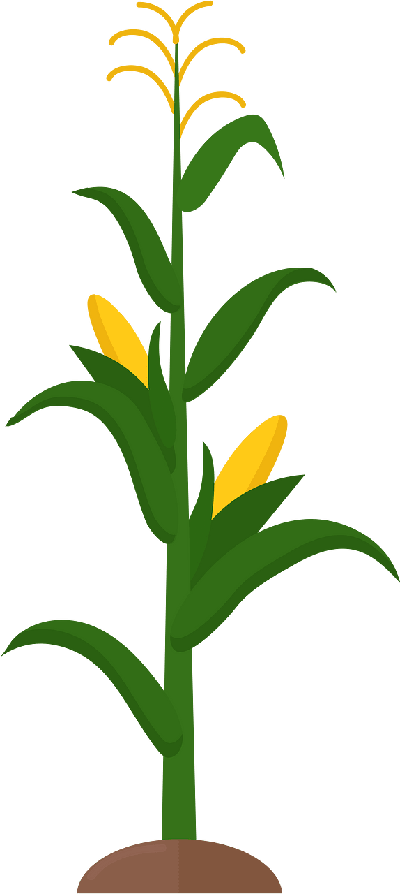 玉米秸秆