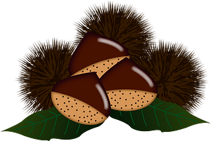 Japanese Chestnuts