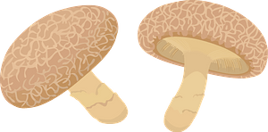 Shiitake Mushroom