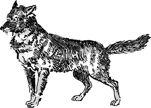 Jackal