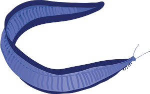 Pikaia gracilens