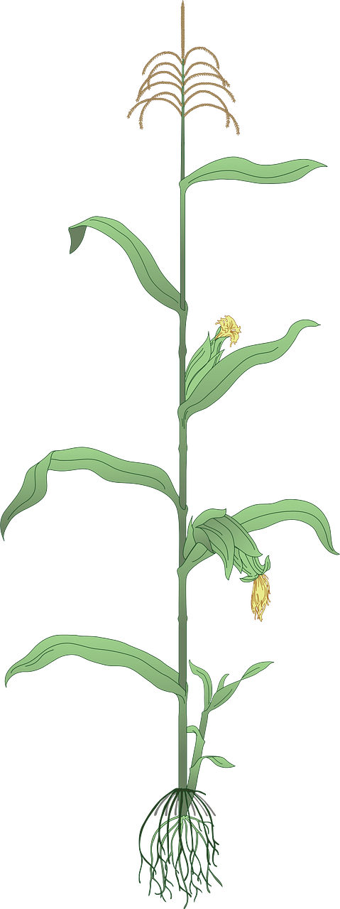 Maize plant