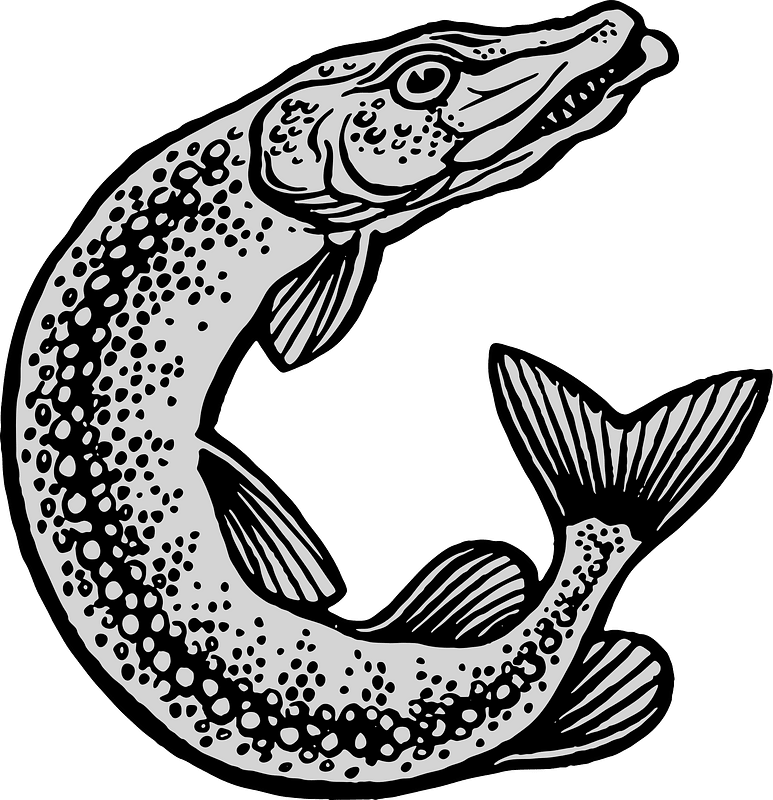 Esox lucius Drawing