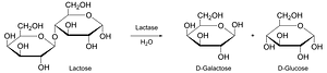 Lactose hydrolysis