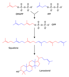Sterol synthesis