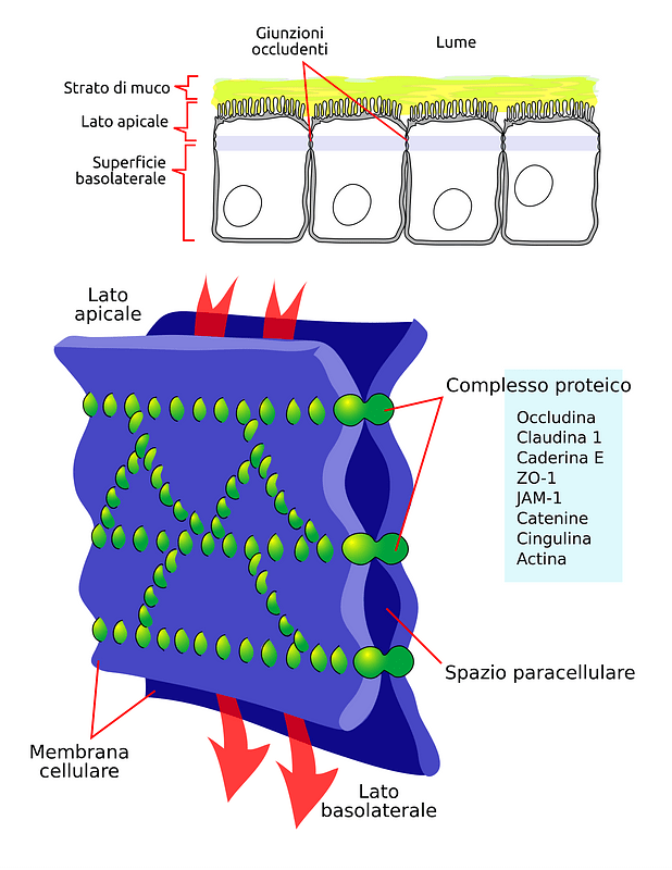 Cellular tight junction-it