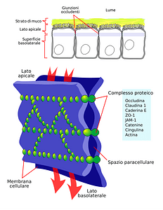 Cellular tight junction-it