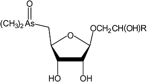 As-Ribosides