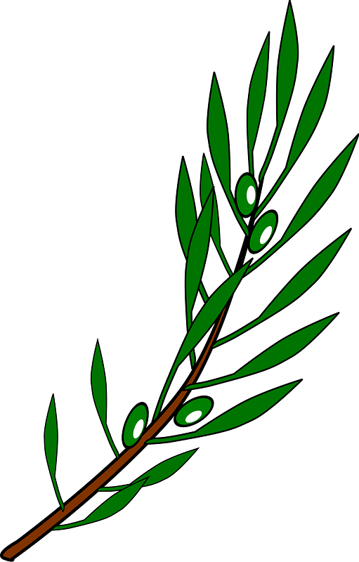Olive branch drawing