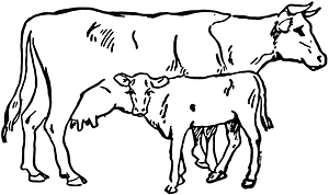 Cowandcalf INC