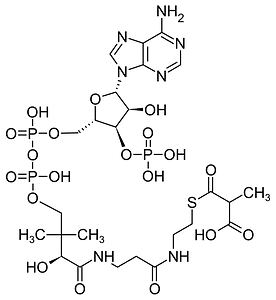 Methylmalonyl-CoA