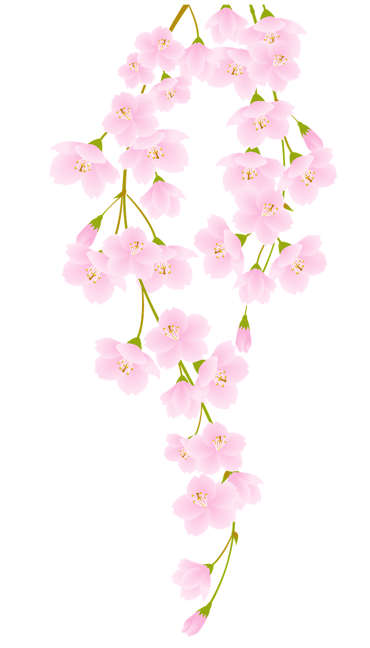 Cherry Blossoms