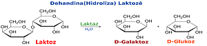 Lactose hydrolysis ku