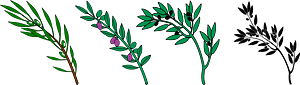Olive branches