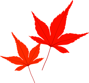 Autumn Maple Leaves