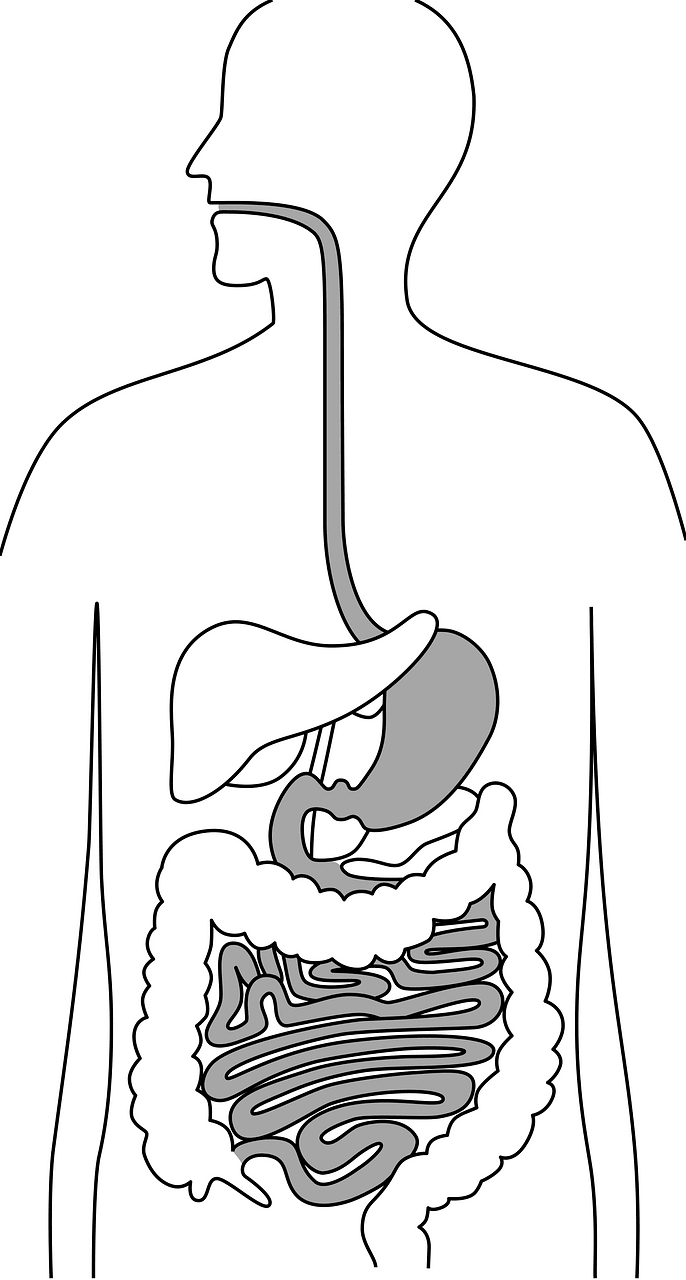 Upper gastrointestinal tract