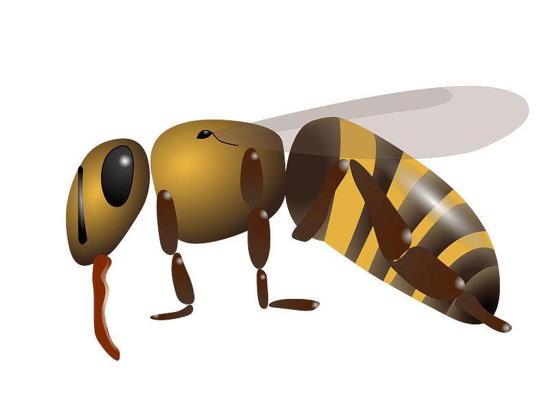 Honigbiene(Apis mellifera)