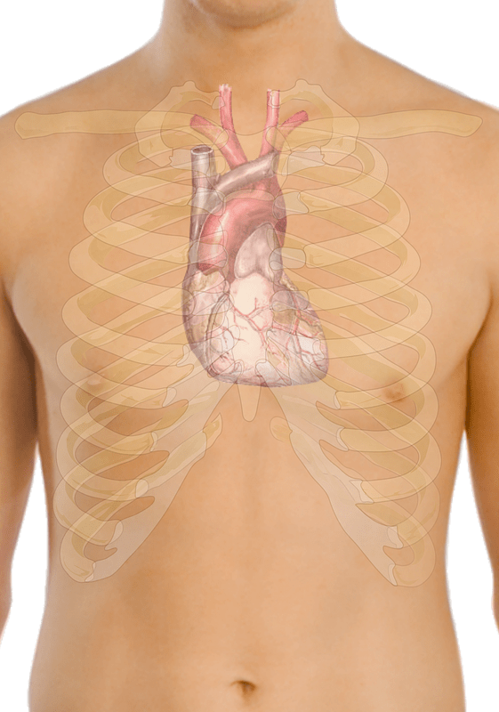 Surface anatomy of the heart
