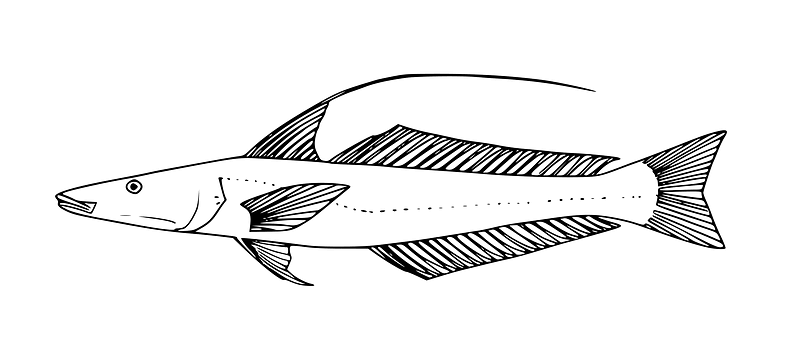 Sillaginopsis panijus