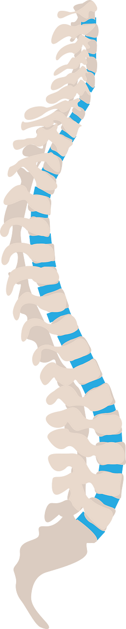 Sagittal Spine