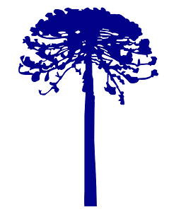 Araucaria vector