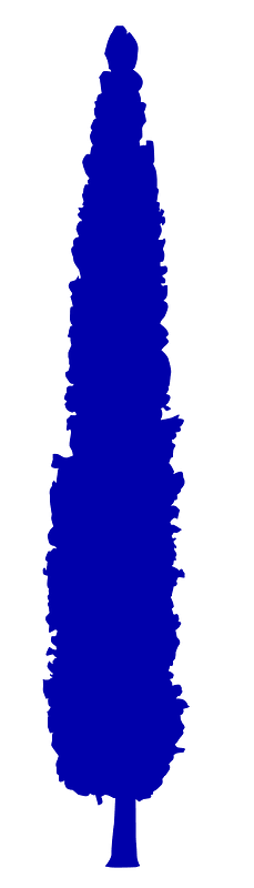 Cupressus vector