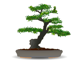 Bonsai