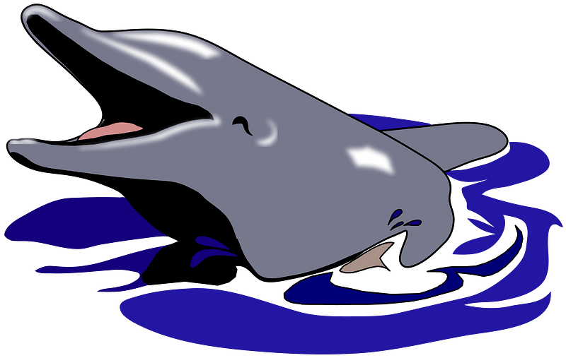 Dolphin by cactus cowboy