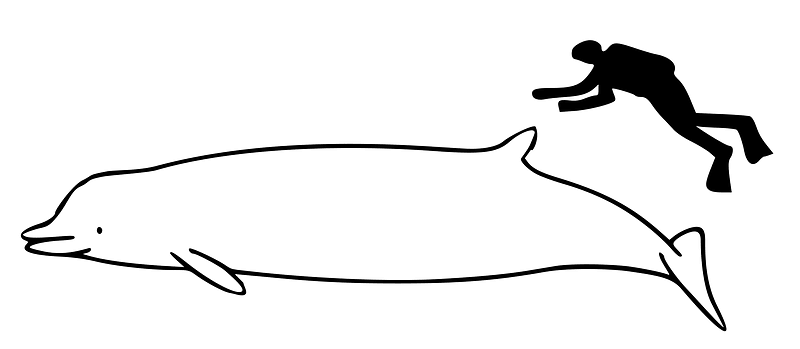 Indopacetus pacificus size
