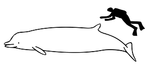 Indopacetus pacificus size