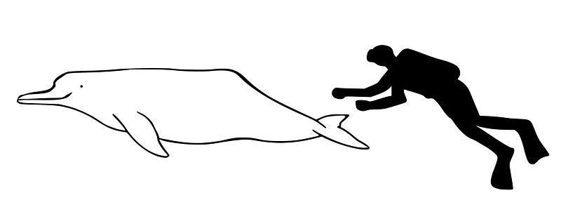 Inia boliviensis size