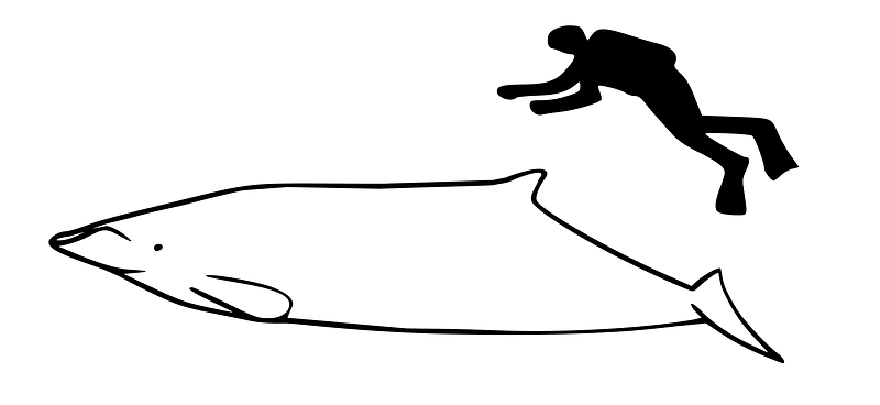 Mesoplodon bahamondi size