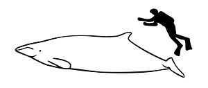 Mesoplodon perrini size