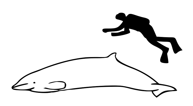 Mesoplodon peruvianus size